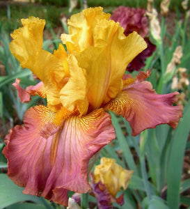 Iris Barbata Alta "Good Point"