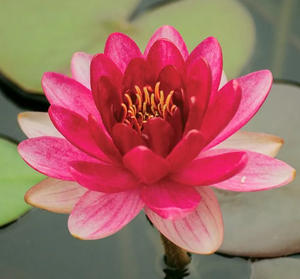 Nymphaea "Baby Red"