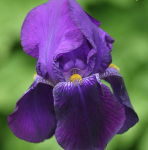 Iris Barbata Alta "Bishop's Robe"