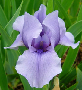 Iris Barbata Intermedia "Bold Stroke"