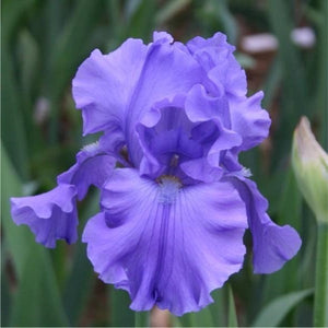 Iris Barbata Alta "Breakers"