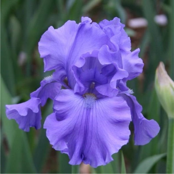 Iris Barbata Alta 