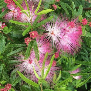 Calliandra Surinamensis "Dixie Pink"