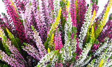 Carica l&#39;immagine nel visualizzatore di Gallery, Calluna Vulgaris &quot;High Five&quot;
