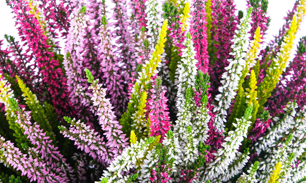 Calluna Vulgaris 