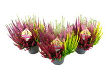Carica l&#39;immagine nel visualizzatore di Gallery, Calluna Vulgaris &quot;High Five&quot;
