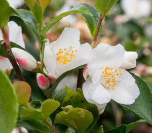 Camellia Japonica "Beauty Blush"