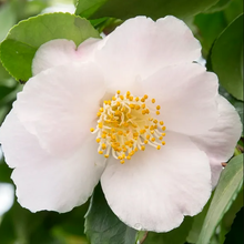 Carica l&#39;immagine nel visualizzatore di Gallery, Camellia Japonica &quot;Winter Perfume&quot;
