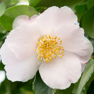 Camellia Japonica "Winter Perfume"