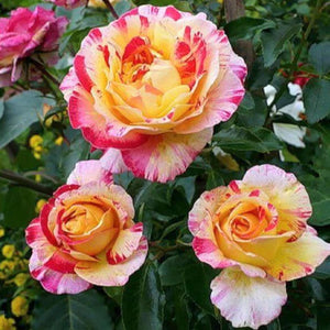 Rosa "Camille Pissarro"