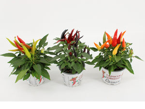 Peperoncino Ornamentale
