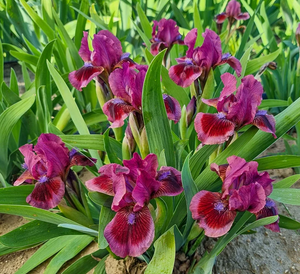 Iris Barbata Nana "Cat's Eye"