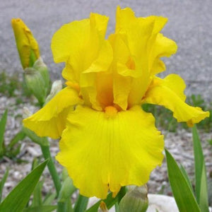 Iris Barbata Alta "Temple Gold"