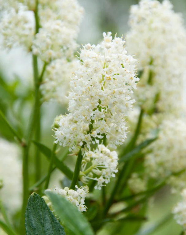 Ceanothus Thyrsiflorus 