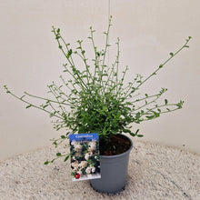 Carica l&#39;immagine nel visualizzatore di Gallery, Ceanothus Thyrsiflorus &quot;Millerton Point&quot;
