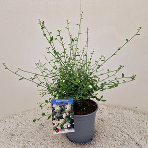 Ceanothus Thyrsiflorus "Millerton Point"