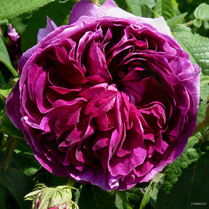 Rosa "Charles de Mills"