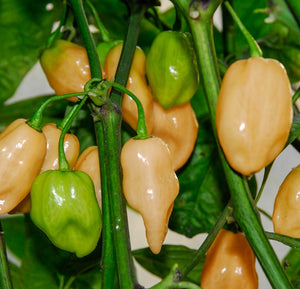 Peperoncino "Habanero  Rosa"