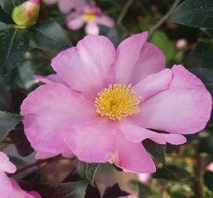 Camellia Sasanqua rosa