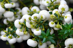 Gaultheria Mucronata (vari colori)