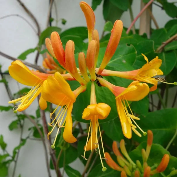 Lonicera 