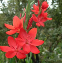 Carica l&#39;immagine nel visualizzatore di Gallery, Schizostylis Coccinea

