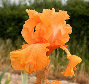 Iris Barbata Alta "Coup de Soleil"