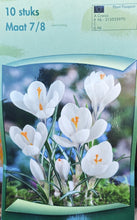 Carica l'immagine nel visualizzatore di Gallery, Crocus "Jeanne d'Arc"
