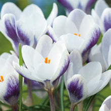Carica l'immagine nel visualizzatore di Gallery, Crocus "Prins Claus" in bulbi
