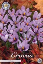 Carica l&#39;immagine nel visualizzatore di Gallery, Crocus Sativus (Zafferano) in bulbi
