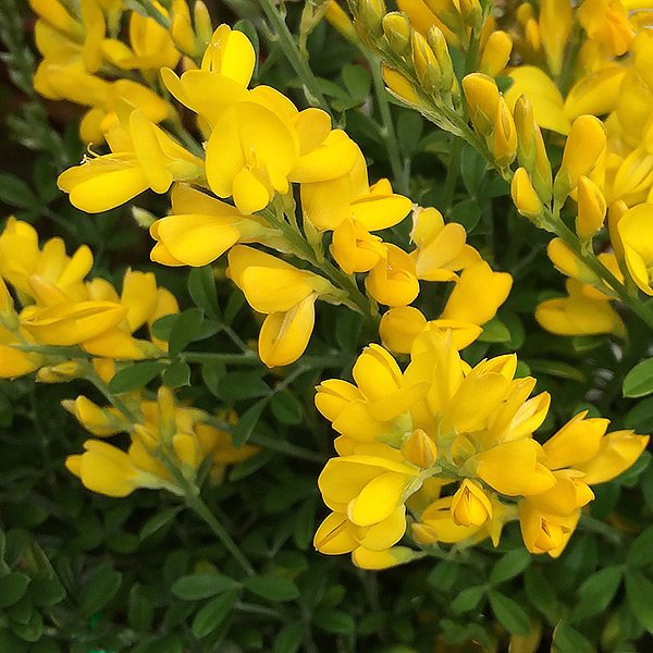 Cytisus Racemosus