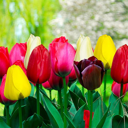 Tulipano colore casuale