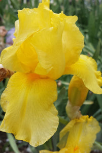 Iris Barbata Alta "Ola Kala"