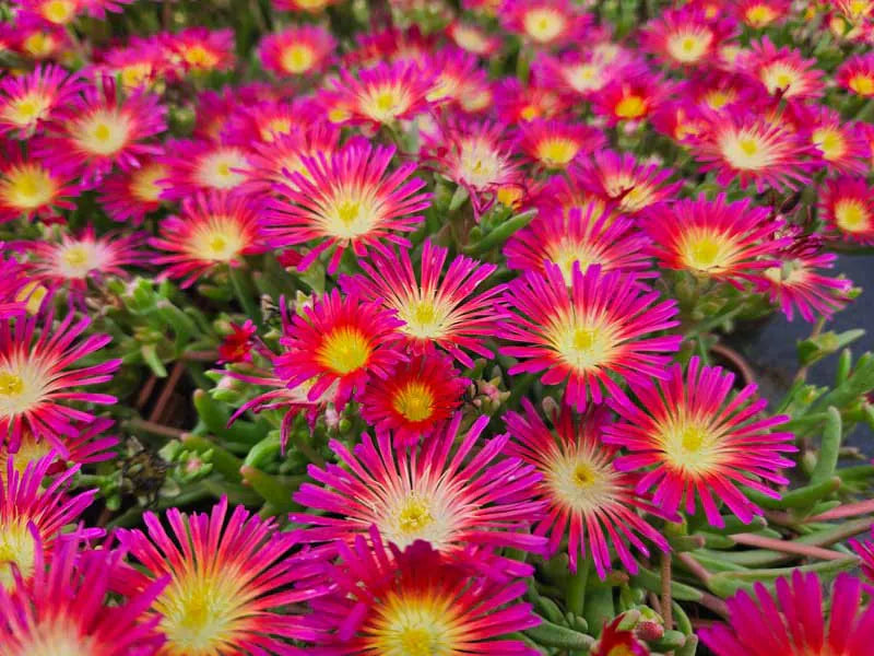 Delosperma Cooperi 