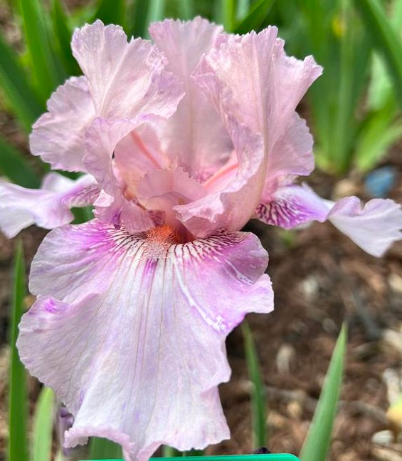 Iris Barbata Alta 