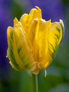 Tulipa "Eagle Wings"