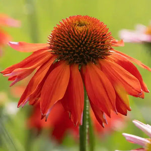 Echinacea Purpurea "Lakota Orange"