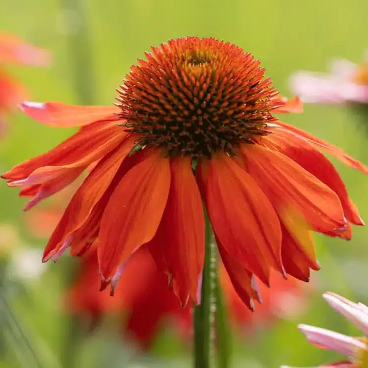 Echinacea Purpurea 