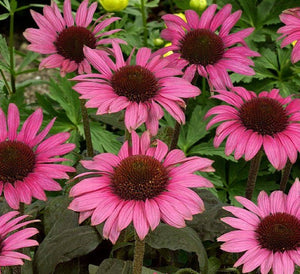 Echinacea Purpurea "Meditation Pink"