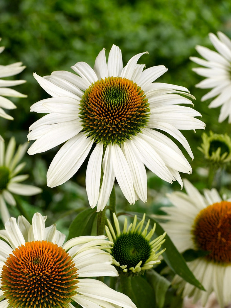 Echinacea Purpurea 