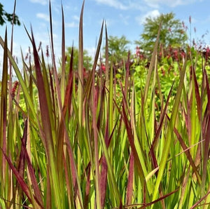Imperata Cylindrica