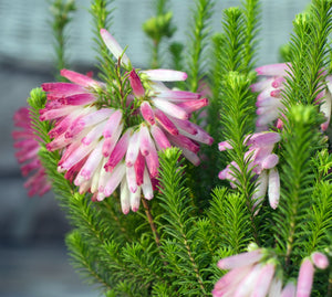 Erica Verticillata