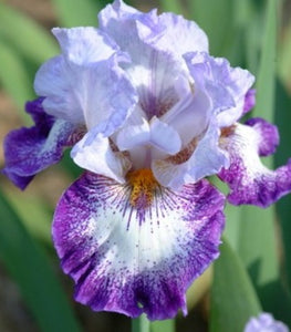 Iris Barbata Alta "Everything Plus"