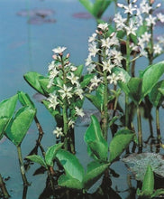 Carica l&#39;immagine nel visualizzatore di Gallery, Menianthes Trifoliata
