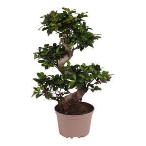 Bonsai Ficus Microcarpa Ginseng