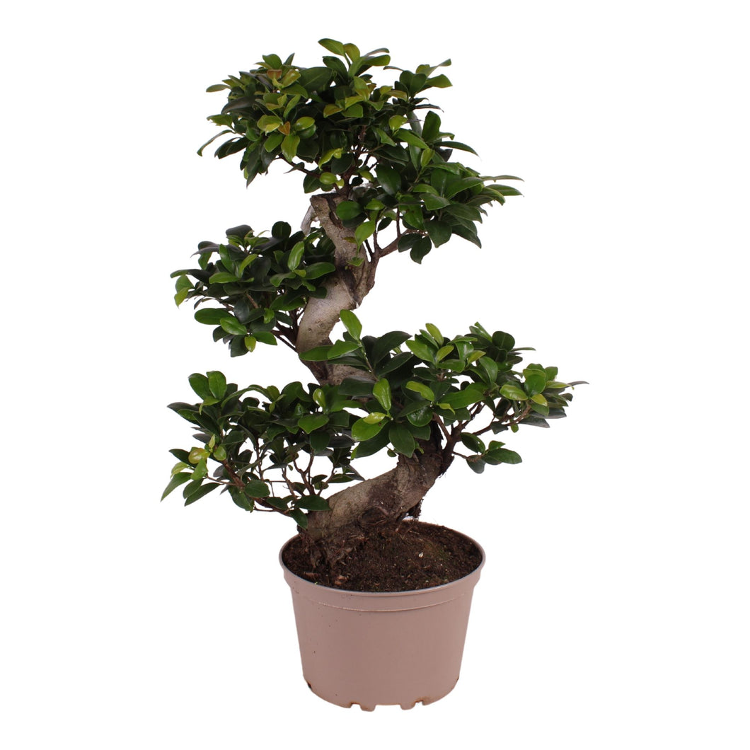 Bonsai Ficus Microcarpa Ginseng