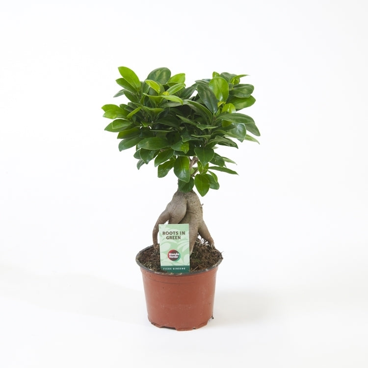 Bonsai Ginseng o Ficus microcarpa: il bonsai da interno per eccellenza