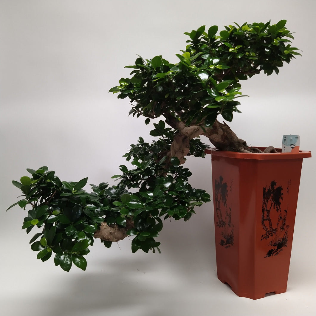 Bonsai Ficus ricadente