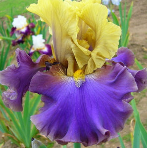 Iris Barbata Alta "First Avenue"