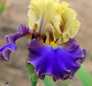 Iris Barbata Alta "First Avenue"